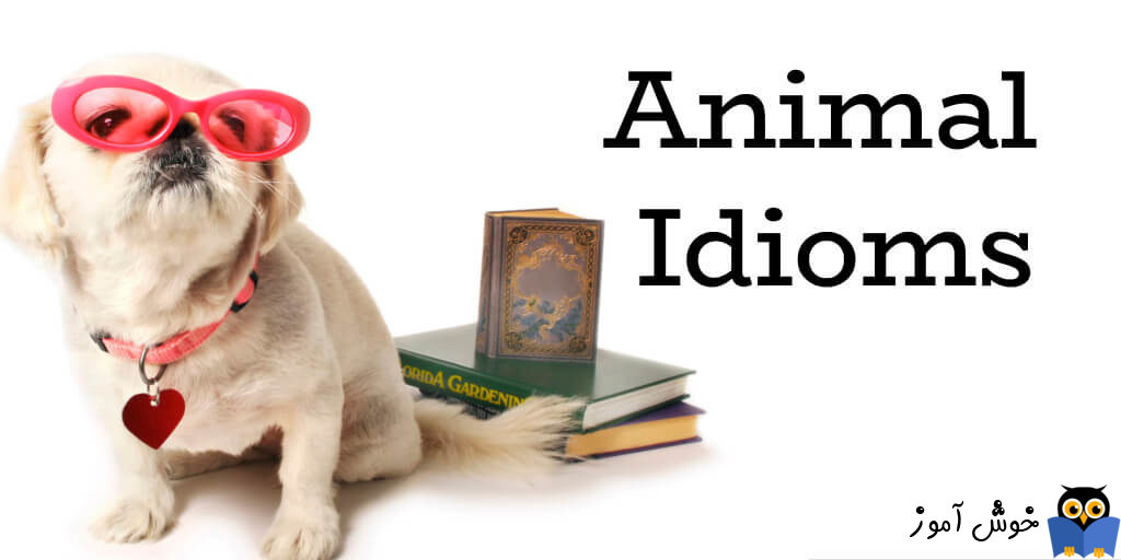 انگلیسی با ویدئوی کوتاه- اصطلاحات حیوانات